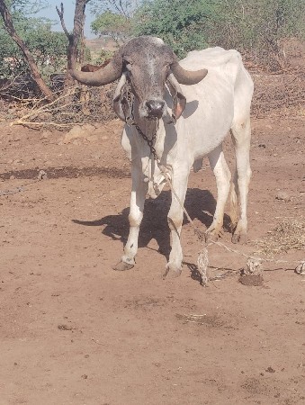 ગાય વેચવાની છે
