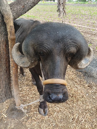 પાડો વેચવાનો છે.