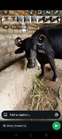 ભેંસ વેચવાની છે બીજું વેતર છે