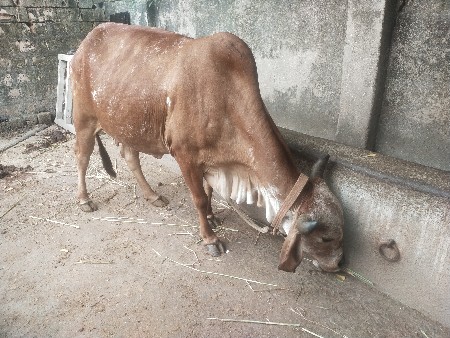 ગાય વેચવાની છે.