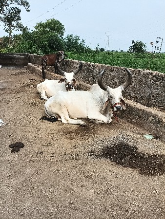 વેચવાના છે