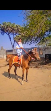 વશેરો ને ઘોડી