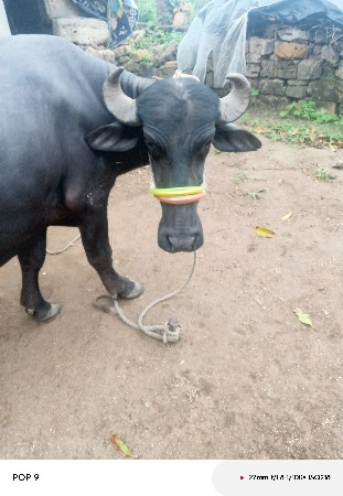 ભેંસ વેચવાની છે