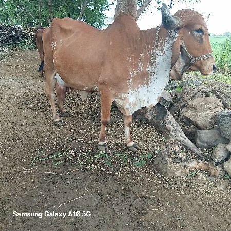 ગીર ગાય વેચવાની છે