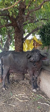બીજું વેતર ખડેલી વેચવાની છે