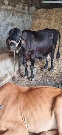 જર્સી ગાયો વેસવાની છે.