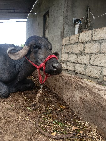 ૧૩દિવસ ની વ્યાનેલ