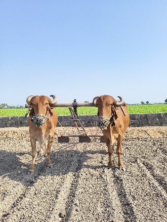 આ બરધુ વેચવાના છે