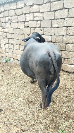 વેચવાની છે