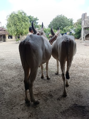 ગોઢલા વેંચવા ના છે