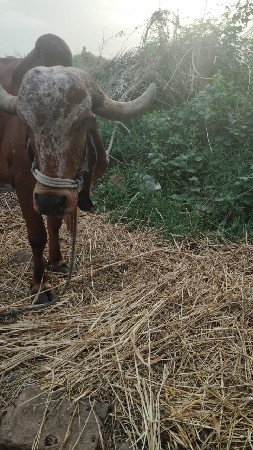 ગાય વેચવાની છે