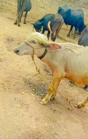 પાડી
