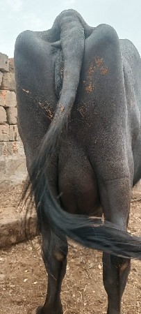 ભેંસ વેચવા ની છે