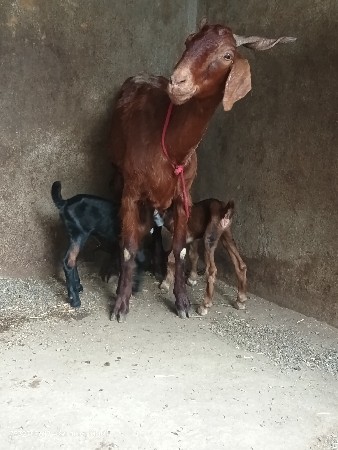 દેશી બકરી વેચવાની છે