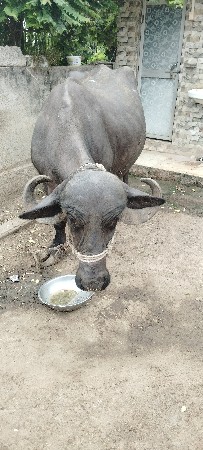 ભેંસ વેચવાની છે