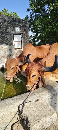 બળદ વેચવા ના છે