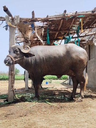 ભેસ વેચવાની છે