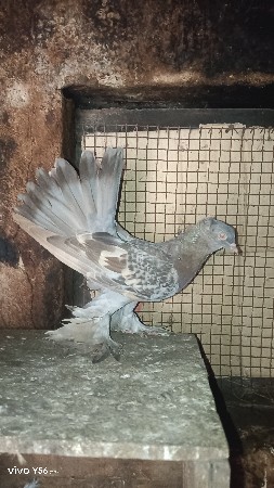 મોરપીંછ જોડી