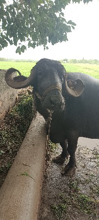 ભેંશ