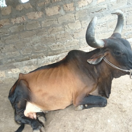 ગાય