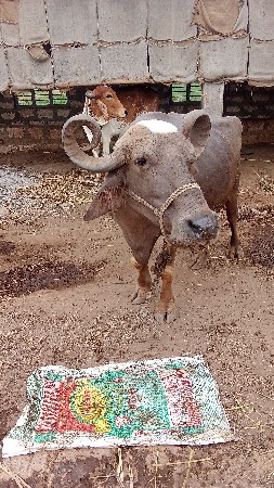 બૅ ભૅસુ વૅતવાનીછૅ તાજીવીયાણૅલ