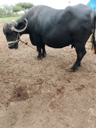 ભેશ