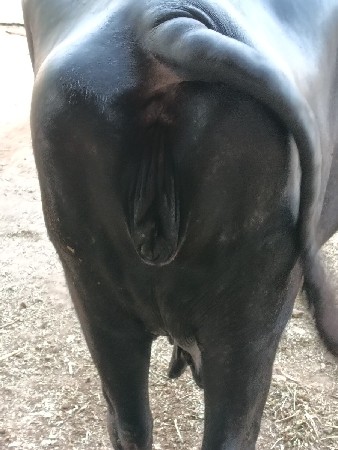 મેરામણ ચાવડા બેરાજા