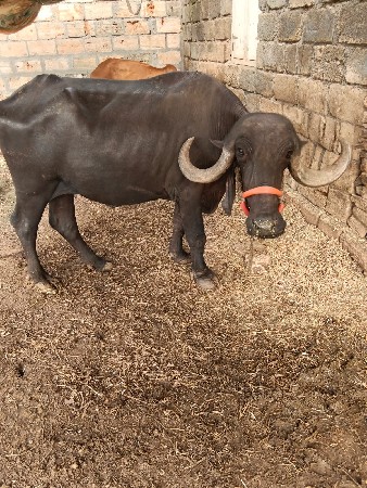 ખડેલી વેશવાની છે