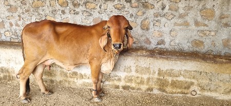 ગીર ગાય વેચવાની se