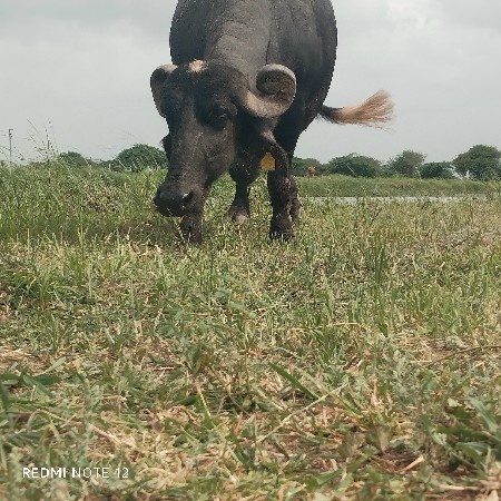 ભેંસ વેચવાની છે 3વેતર