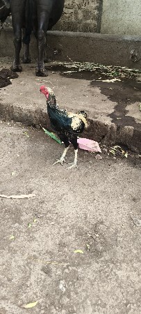 java asil Murgho vechava no che