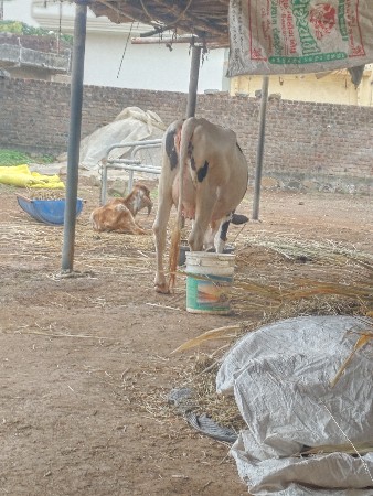 પેલા વેતર ની જર્સી ઓરીજનલ