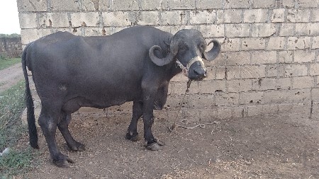 વેચવાની સે