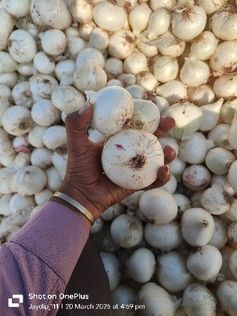 ડુંગળીનો બે વેચવાનું છે બુધેલ