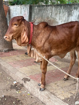 son kapila vasadi