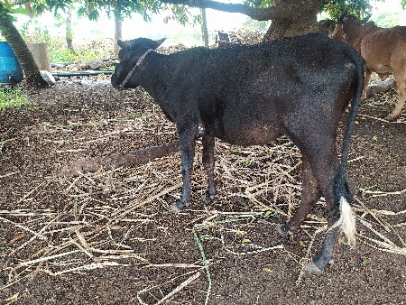 hf  ના સાટા કરવા