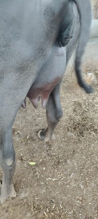 2 જા વેતર ની ભેશ