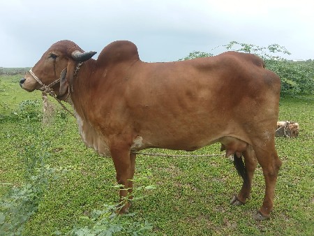 ગીર હોડકી વેચવાની છે