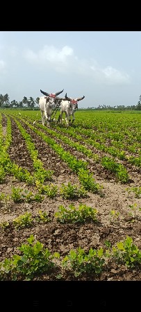 ગોદલા બીજી  ધારના