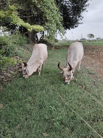 ગોઢલા વેચવાના .મો 9913154095