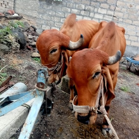 બળદ