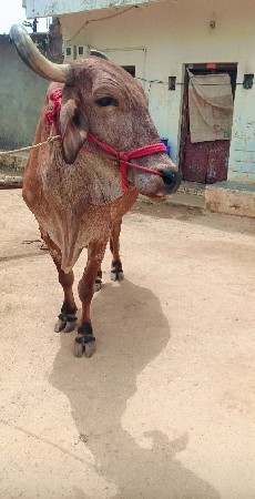 બળદ વેચવાના છે.