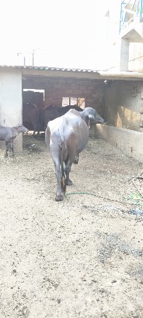 ભેંસ વેચવાની છે.