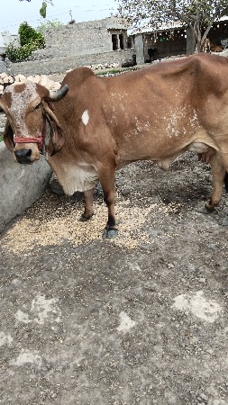 ગાય‌ વેશવાની‌ શે