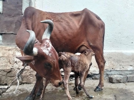 અર્જુન ગોલતર