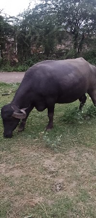 ભેંસ વેચવાની