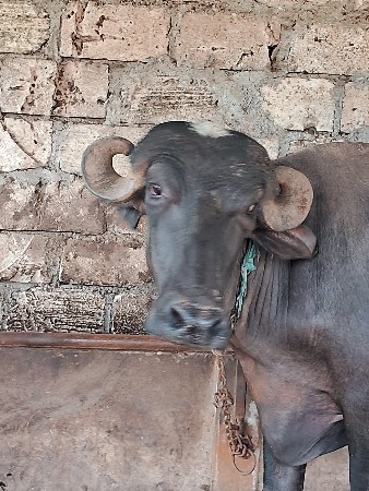 ખડેલી વેચવાની છે  બે