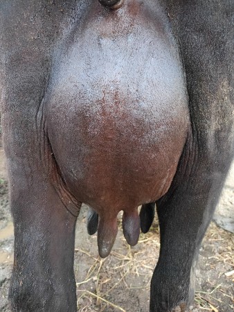 વેતર  3 વિયા છે
