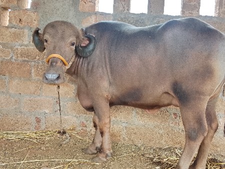 અખંડેલી વેચવાની છે