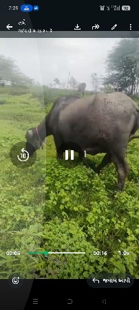 ભગરી ભેંશ વેચવા ની છે